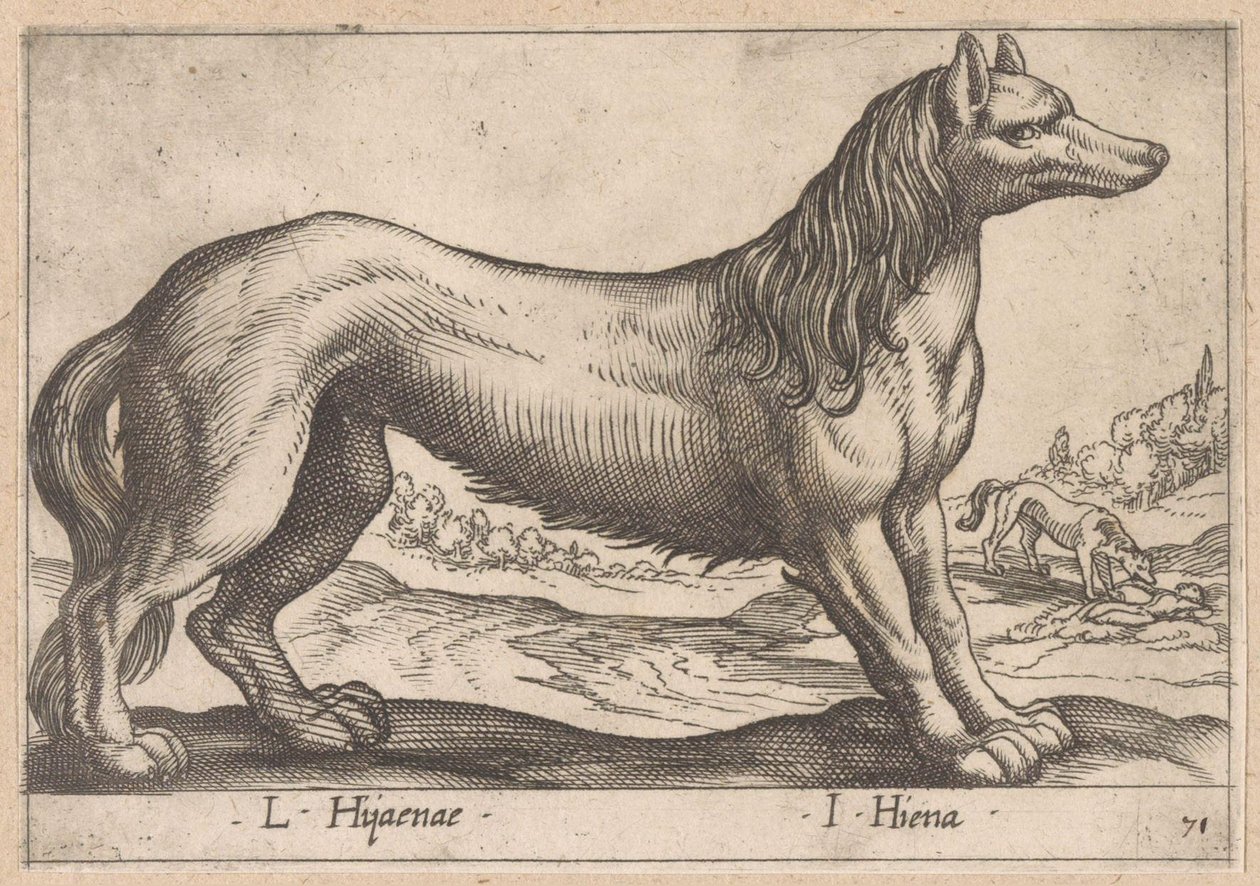 鬣狗
L Hijanae/ I Hiena（物品上的标题）
Dieren en fabelwezens（系列名称）
Nova raccolta de li animali più curiosi del mondo（系列名称） 作者 安东尼奥·坦佩斯塔