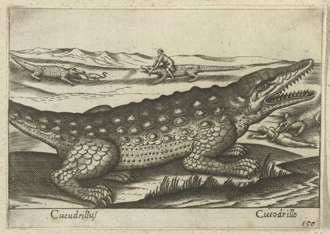 Krokodil
Cucudrillus/Cucodrillo（物体上的标题）
Dieren en fabelwezens（系列名称）
Nova raccolta de li animali più curiosi del mondo（系列名称） 作者 安东尼奥·坦佩斯塔