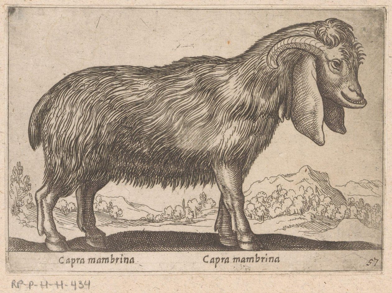 Mambrina geit
Capra mambrina/ Capra mambrina（物名）
Dieren en fabelwezens（系列名称）
Nova raccolta de li animali più curiosi del mondo（系列名称） 作者 安东尼奥·坦佩斯塔