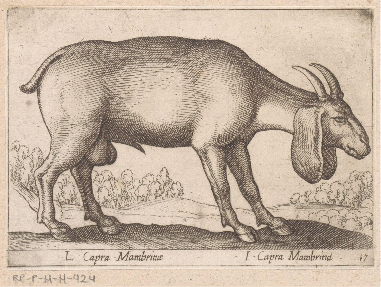 Mambrina geit
L Capra Mambrinae/ I Capra Mambrina（物品上的标题）
Dieren en fabelwezens（系列标题）
Nova raccolta de li animali più curiosi del mondo（系列名称） 作者 安东尼奥·坦佩斯塔