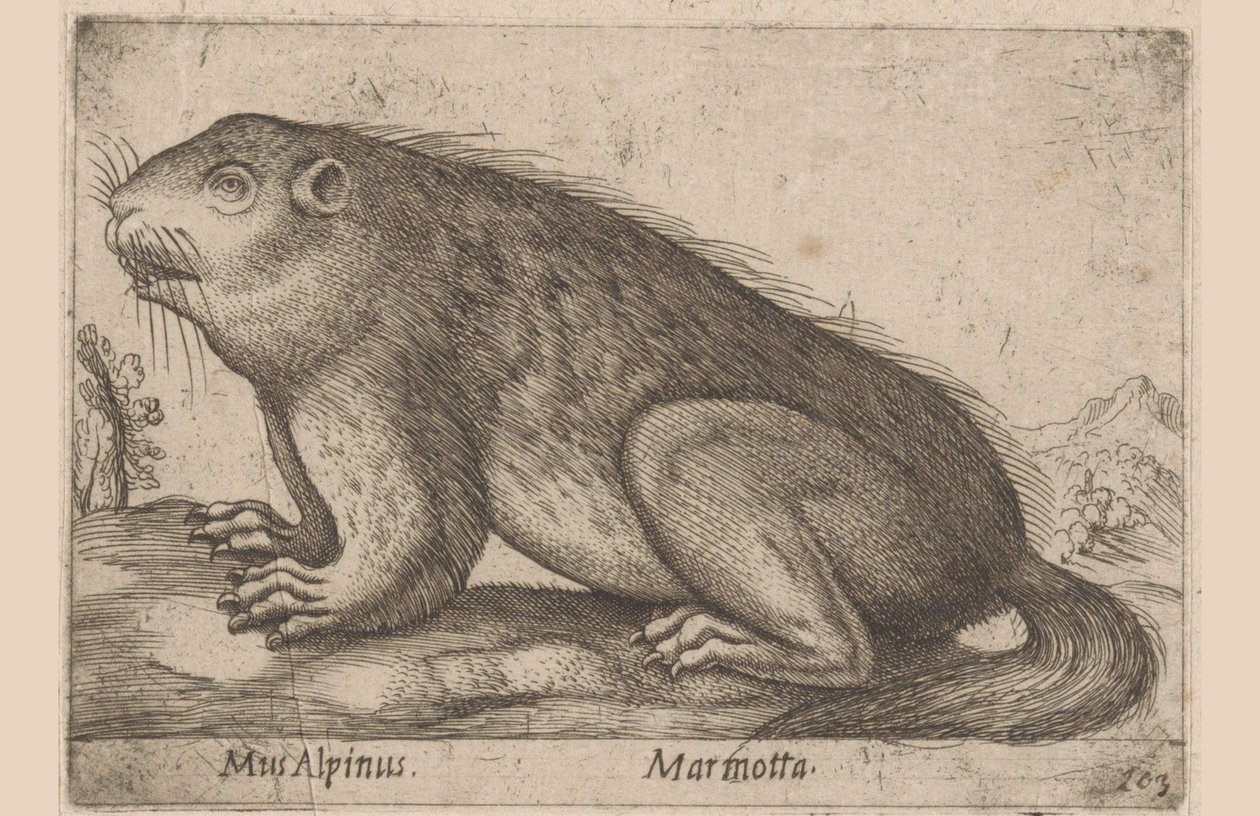 旱獭
旱獭（物体上的标题）
Dieren en fabelwezens（系列名称）
Nova raccolta de li animali più curiosi del mondo（系列名称） 作者 安东尼奥·坦佩斯塔
