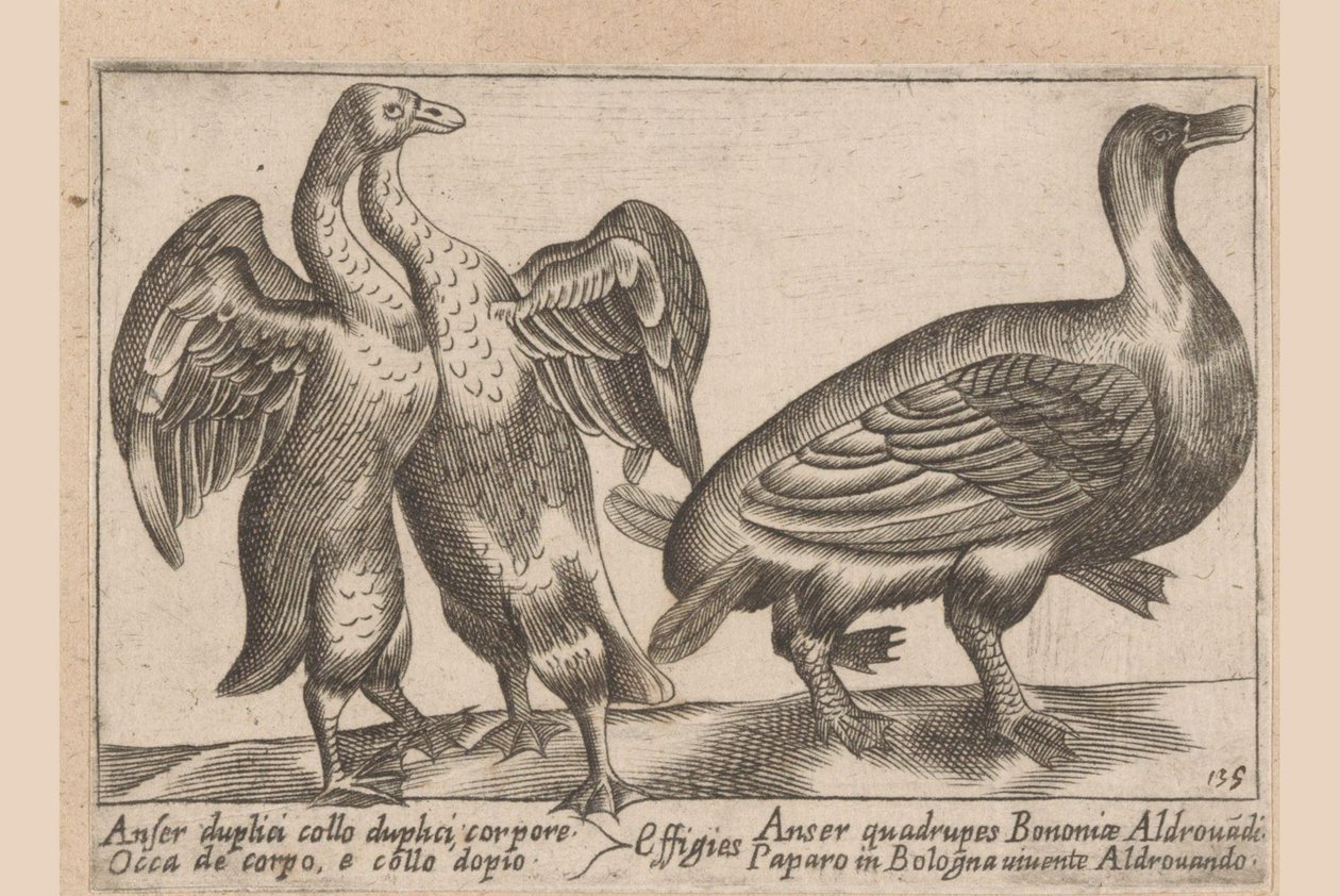 Misvormde ganzen
Anser duplici collo duplici corpore/ / Effigies/ Anser quadrupes Bononiae Aldrovadi/ Occa de corpo, e collo dopio/ Paparo in Bologna vivente Aldrovando (物品上的标题)
Dieren en fabelwezens（系列标题）
Nova raccolta de li animali p 作者 安东尼奥·坦佩斯塔