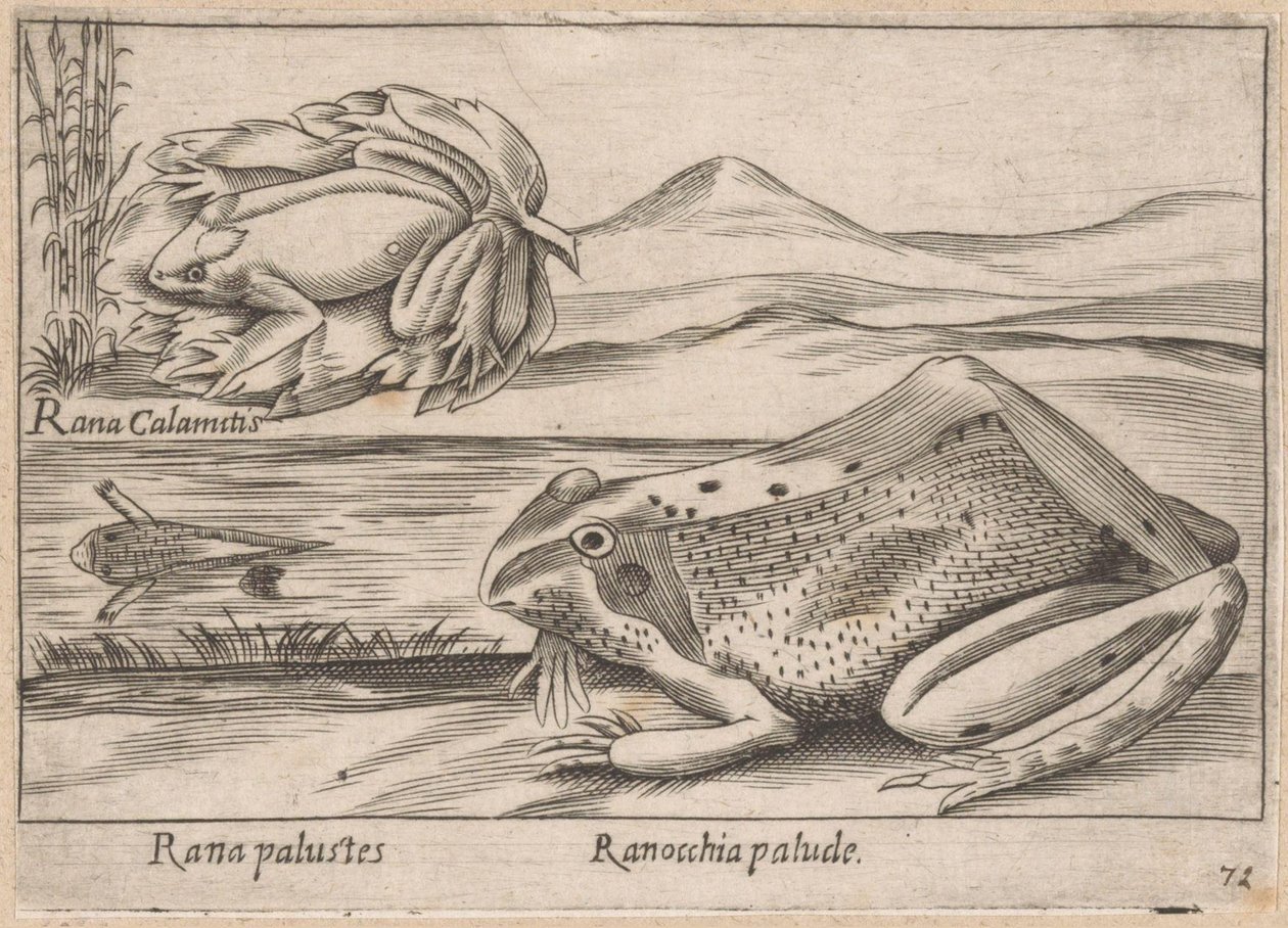 沼泽蛙
Rana palustes/沼泽蛙（物品上的标题）
Dieren en fabelwezens（系列名称）
Nova raccolta de li animali più curiosi del mondo（系列名称） 作者 安东尼奥·坦佩斯塔