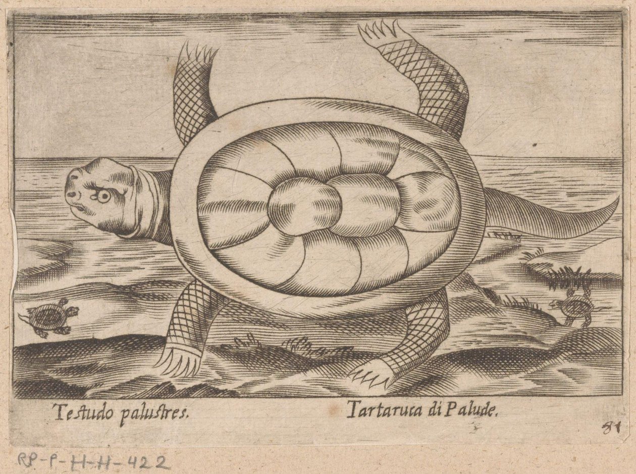 Moerasschildpad
沼泽龟（物品上的标题）
Dieren en fabelwezens（系列标题）
Nova raccolta de li animali più curiosi del mondo（系列名称） 作者 安东尼奥·坦佩斯塔