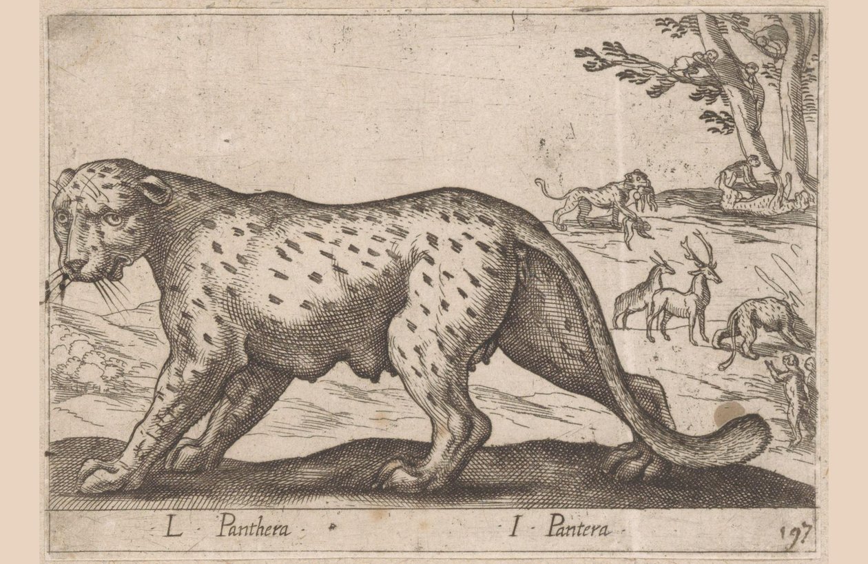黑豹
L Panthera/ I Pantera（物品上的标题）
Dieren en fabelwezens（系列名称）
Nova raccolta de li animali più curiosi del mondo（系列名称） 作者 安东尼奥·坦佩斯塔
