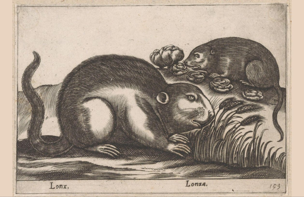两种麝香
Lonx/ Lonza（物品上的标题）
Dieren en fabelwezens（系列名称）
Nova raccolta de li animali più curiosi del mondo（系列名称） 作者 安东尼奥·坦佩斯塔