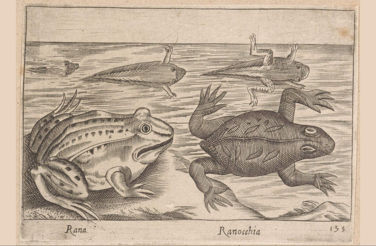 Vijf stadia van een kikker Rana/ Ranocchia (title on object) Dieren en fabelwezens (series title) Nova raccolta de li animali piu curiosi del mondo (series title)   1407920   zh       chinese Successfully Translated  Original: Greeks on a ship Allegory of  作者 安东尼奥·坦佩斯塔