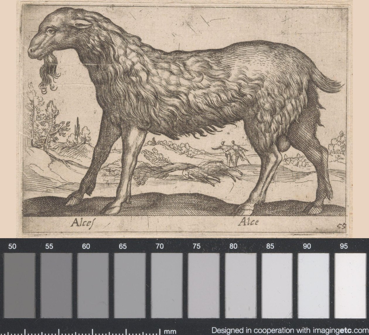 Vrouwtjes eland
阿尔塞斯/阿尔塞斯（物品上的标题）
Dieren en fabelwezens（系列名称）
Nova raccolta de li animali più curiosi del mondo（系列名称） 作者 安东尼奥·坦佩斯塔