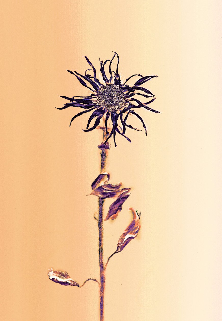 古老的花--杏花，2025 年（照片） 作者 