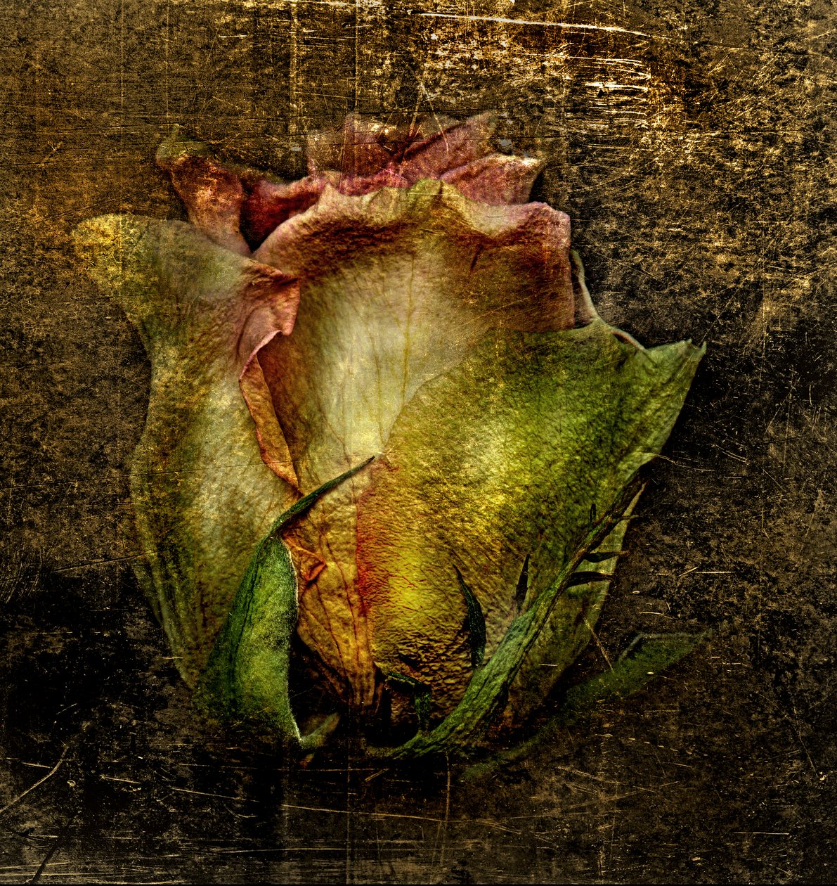 艺术之花 -55 作者 