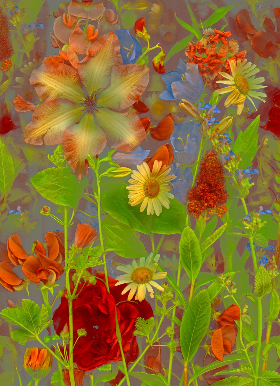 2016年第5期《艺花春语》（摄影） 作者 