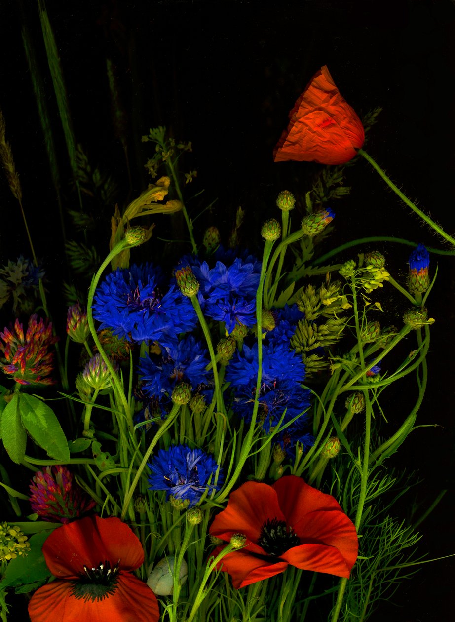 原始花束，2025 年（照片） 作者 