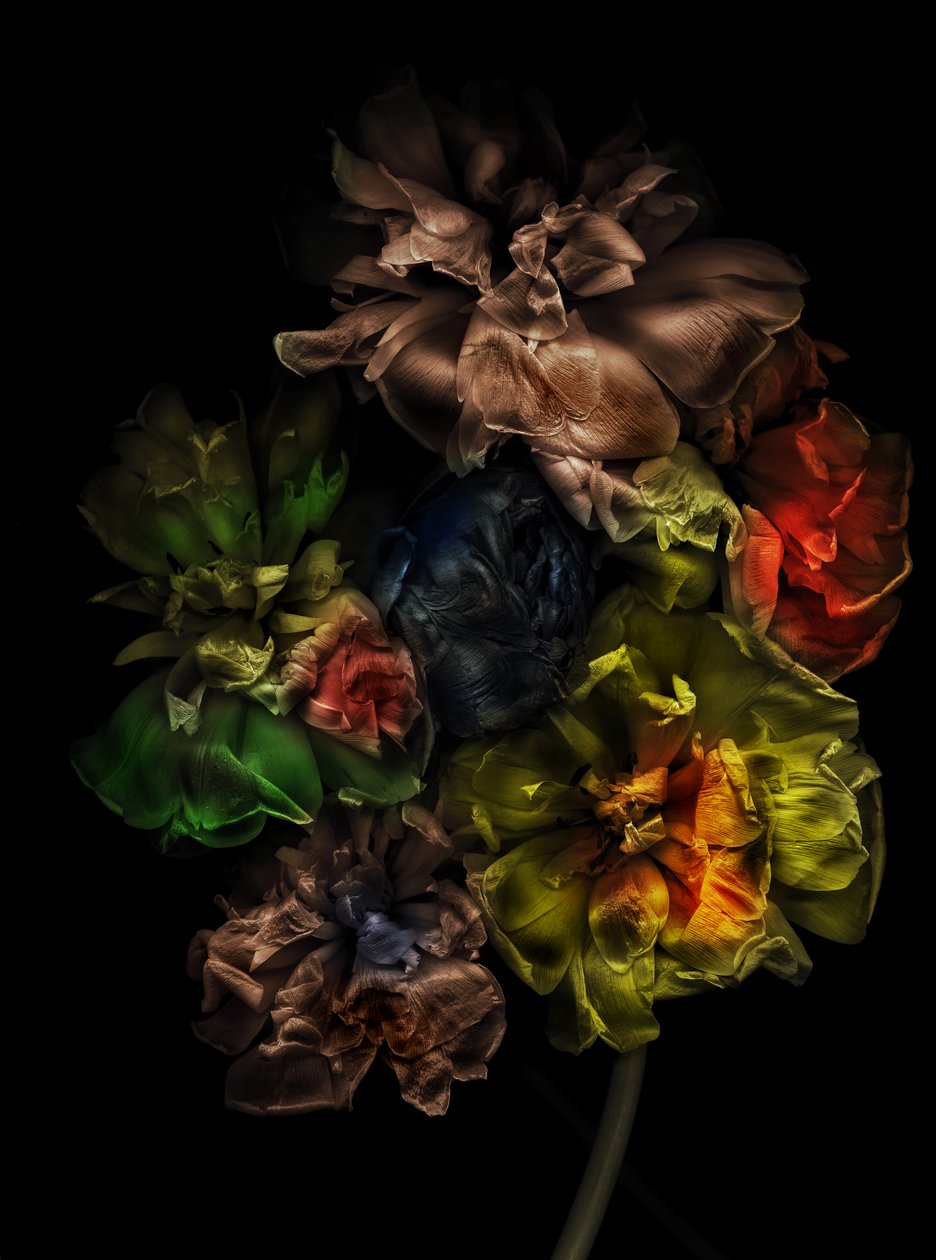 鲜花 13-1, 2025 (照片) 作者 