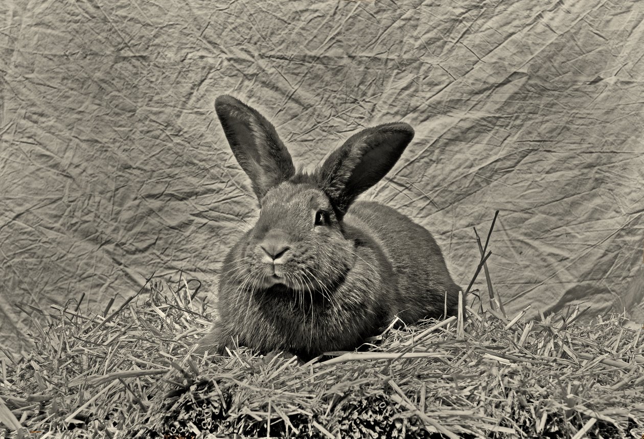 再见，杜勒 作者 