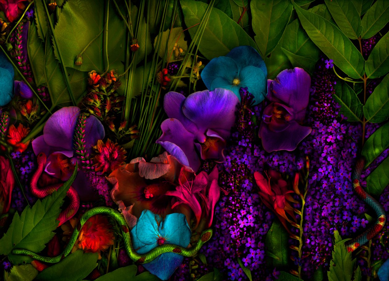 魔幻花园，第 27-3 号，2011 年（照片） 作者 