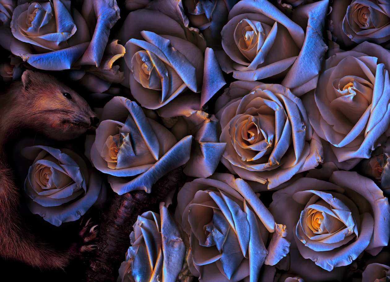 魔幻花园 2019 年第 31-2 期（图片） 作者 