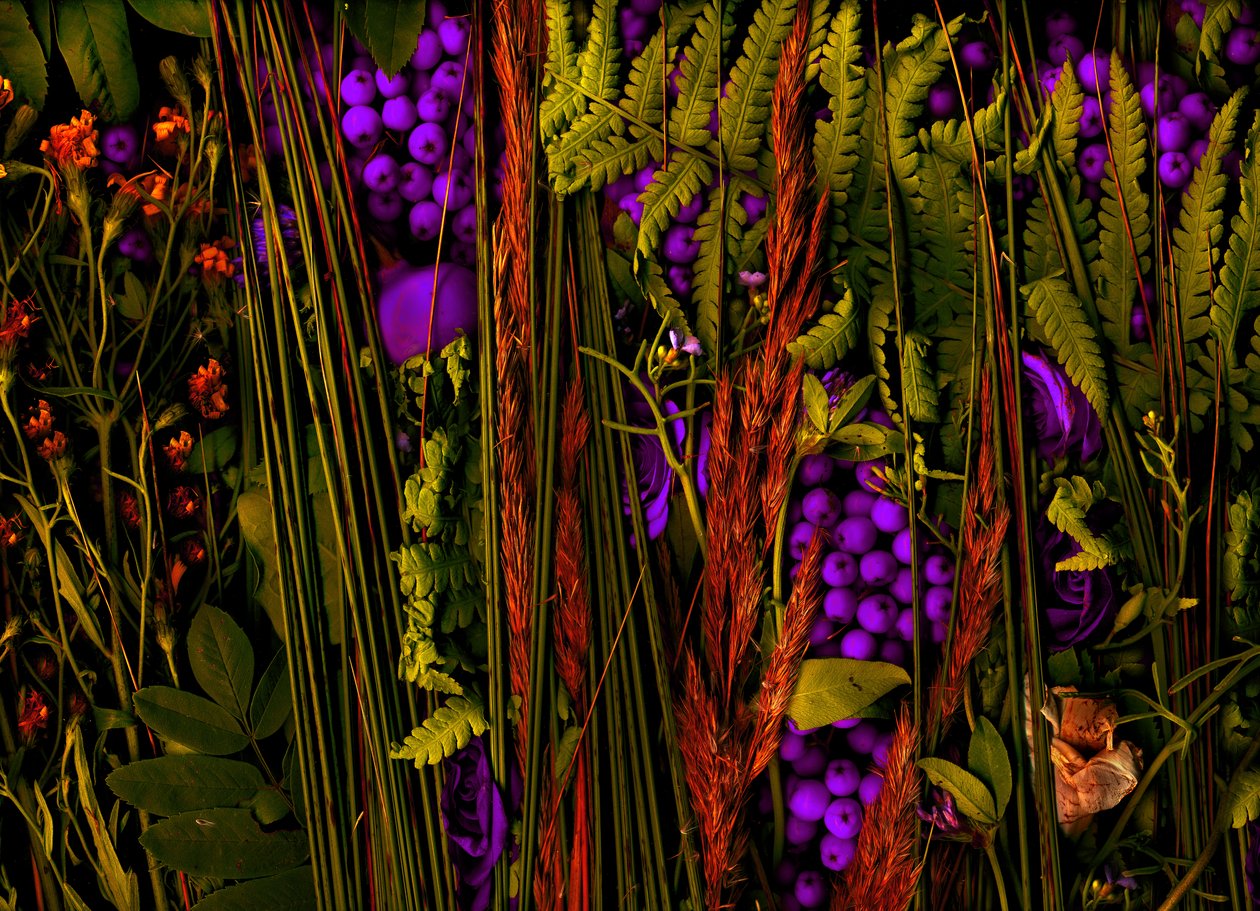 魔幻花园第 39-3 号，2019 年（照片） 作者 