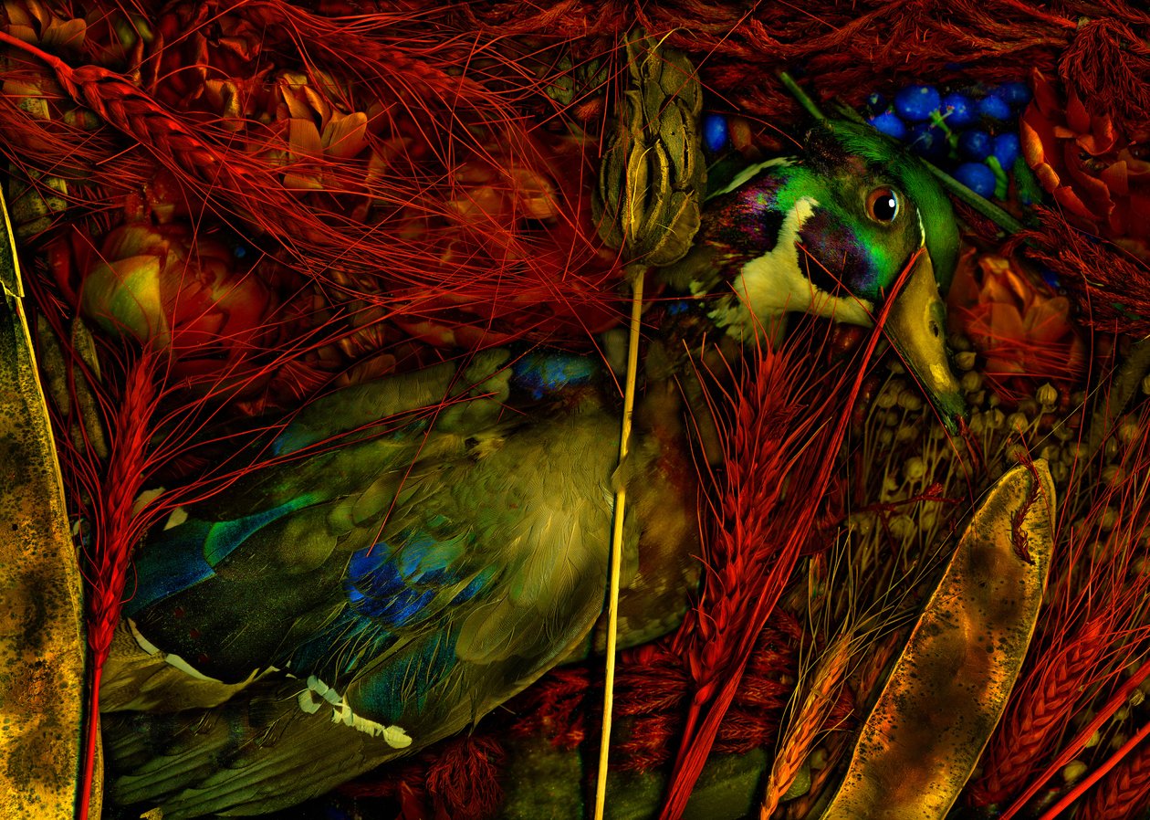 魔幻花园第 76 号，2012 年（照片） 作者 