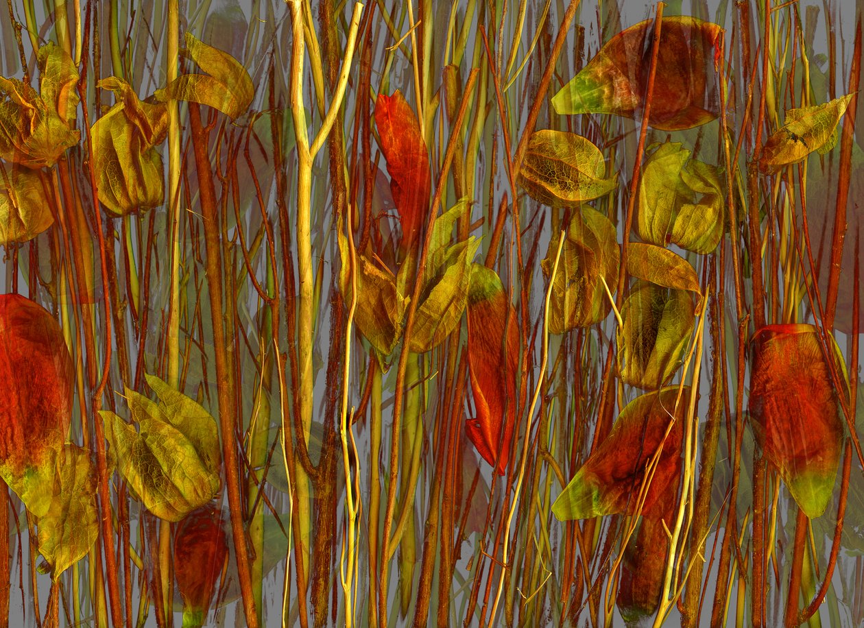 秘木，2014 年（照片） 作者 