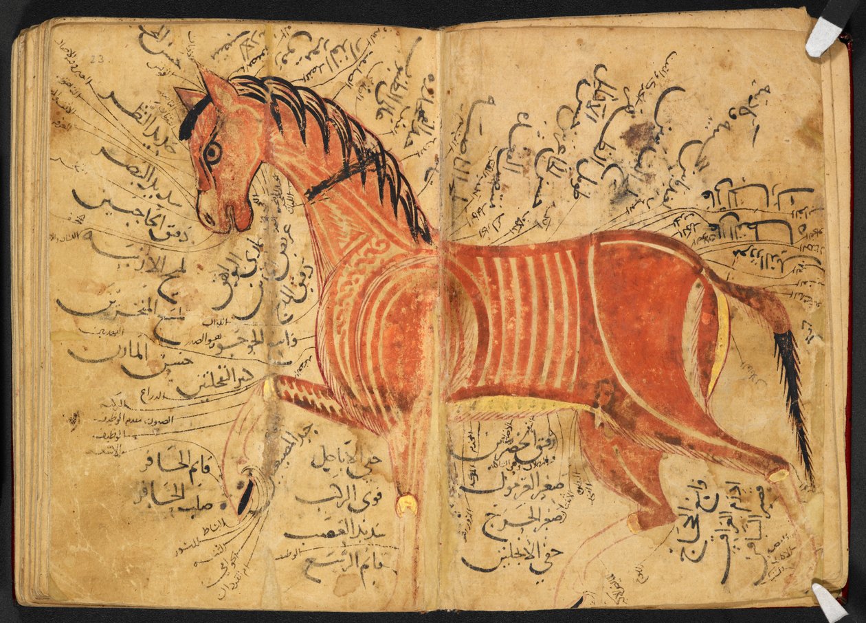 马，摘自 Azdī, Aḥmad ibn ʿAtīq 的《Kitāb al-bayṭarah》。 作者 阿拉伯语学校