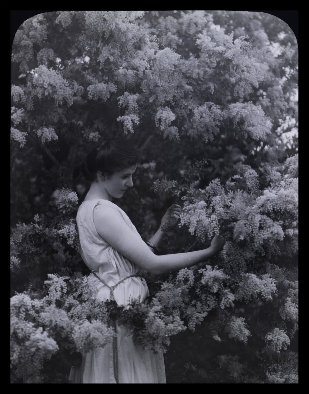 Cootamundra Wattle 作者 阿奇博尔德·詹姆斯·坎贝尔