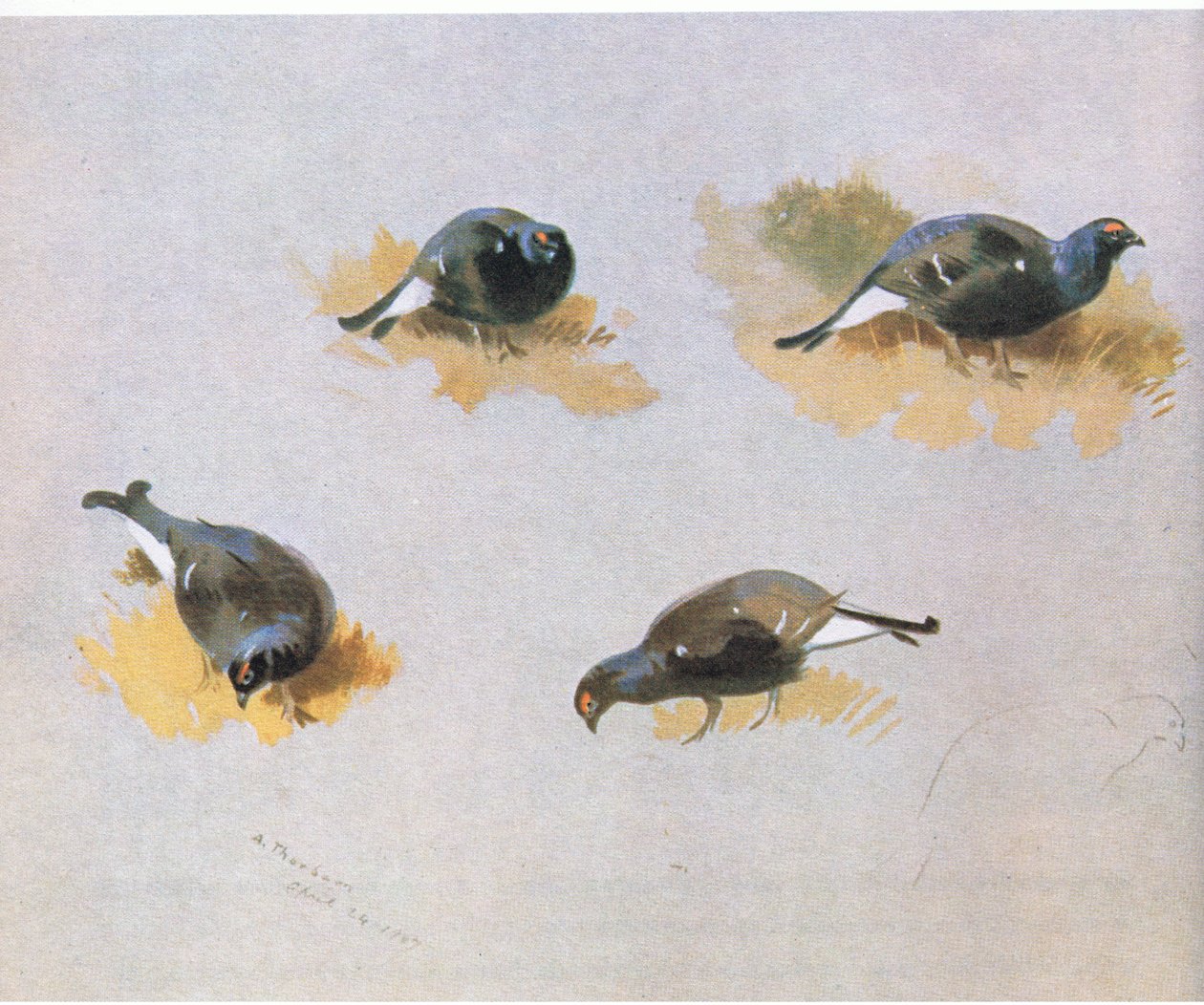 Blackcock研究，酒吧。作者：Book Club Associates，1972 作者 阿奇博尔德·索伯恩
