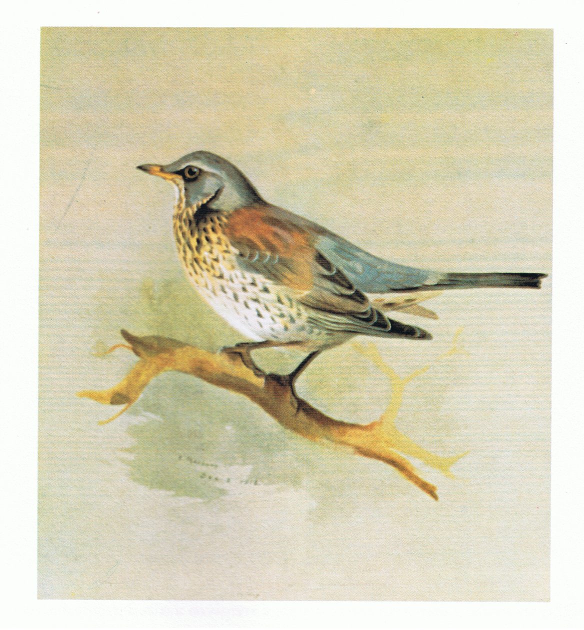 Fieldfare，酒吧。作者：Book Club Associates，1972 作者 阿奇博尔德·索伯恩