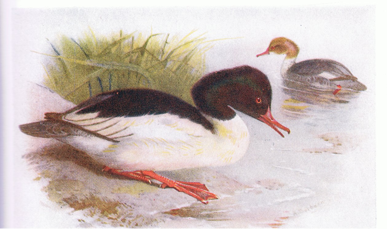 Goosander 作者 阿奇博尔德·索伯恩