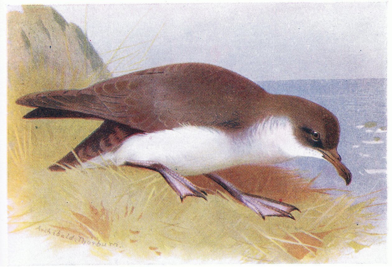 Manx Shearwater 作者 阿奇博尔德·索伯恩