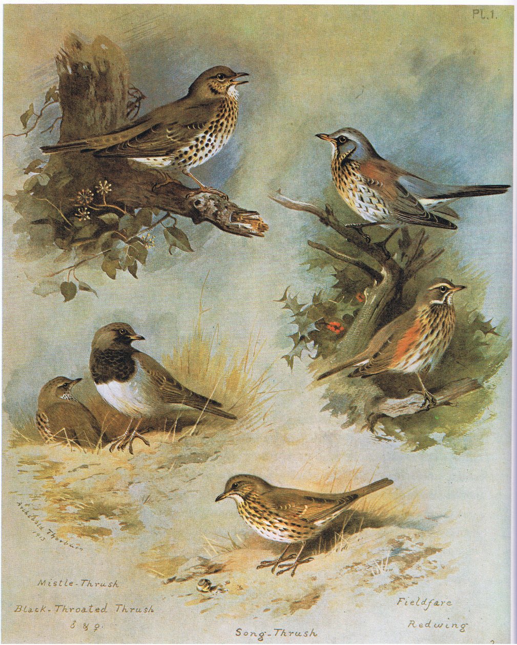Mistle鹅口疮，黑色鹅口疮鹅口疮，画眉，Fieldfare，Redwing，酒吧。作者：Book Club Associates，1972 作者 阿奇博尔德·索伯恩