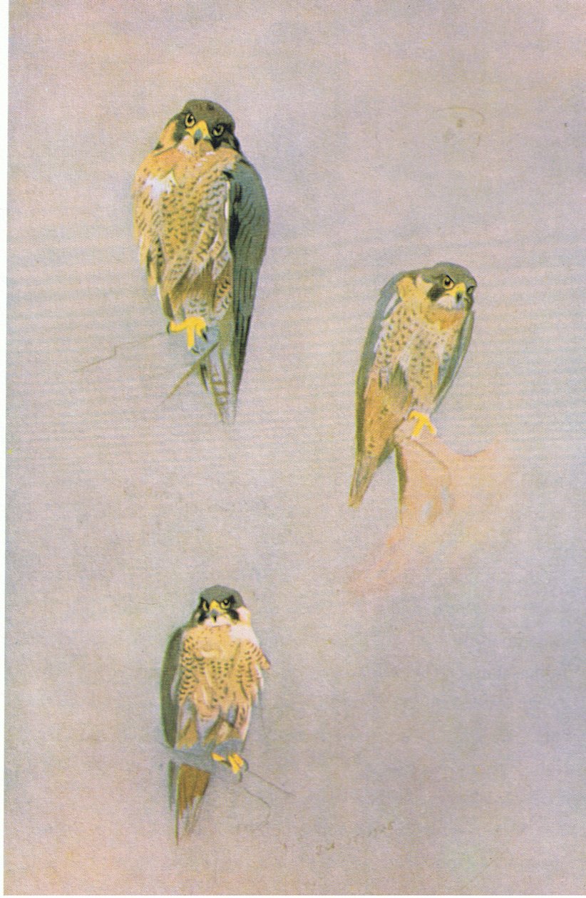 Peregrine Falcon Studies，pub。作者：Book Club Associates，1972 作者 阿奇博尔德·索伯恩