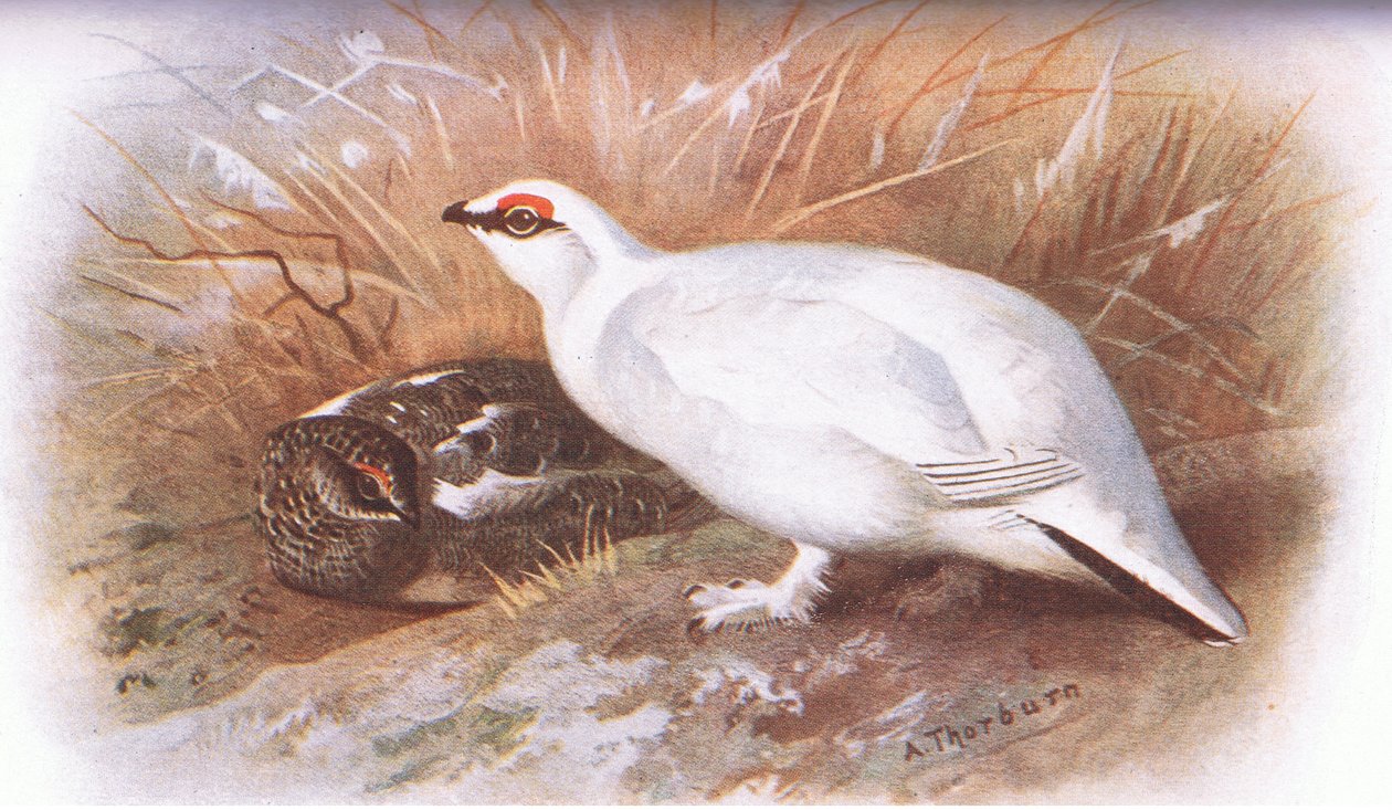 Ptarmigan，来自英国鸟类，由Longmans出版，1932年 作者 阿奇博尔德·索伯恩