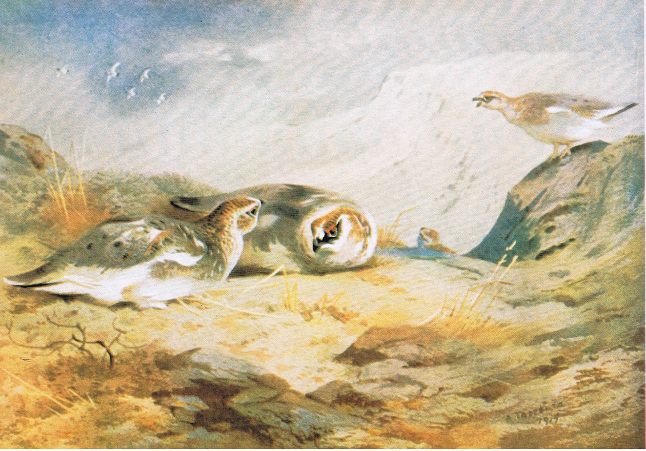 Ptarmigan，酒吧。作者：Book Club Associates，1972 作者 阿奇博尔德·索伯恩