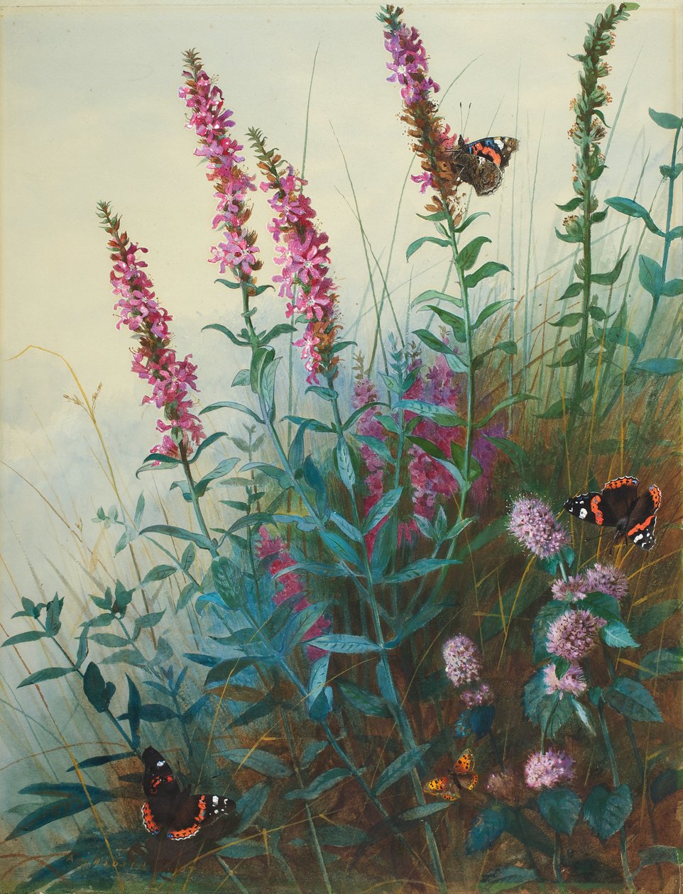 紫色珍珠菜和Watermint，c.1910-20 作者 阿奇博尔德·索伯恩