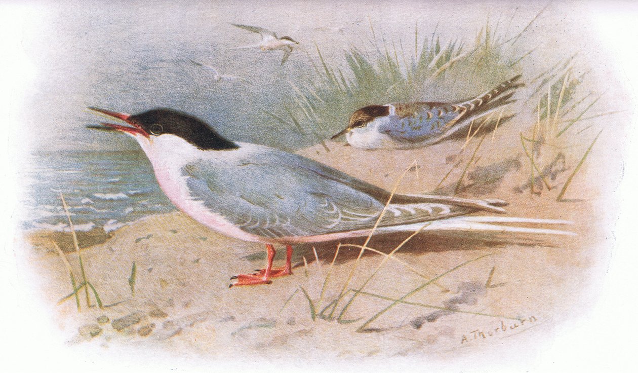 Roseate Tern，来自英国鸟类，由Longmans出版，1932年 作者 阿奇博尔德·索伯恩