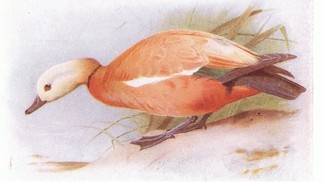 Ruddy Sheld Duck 作者 阿奇博尔德·索伯恩