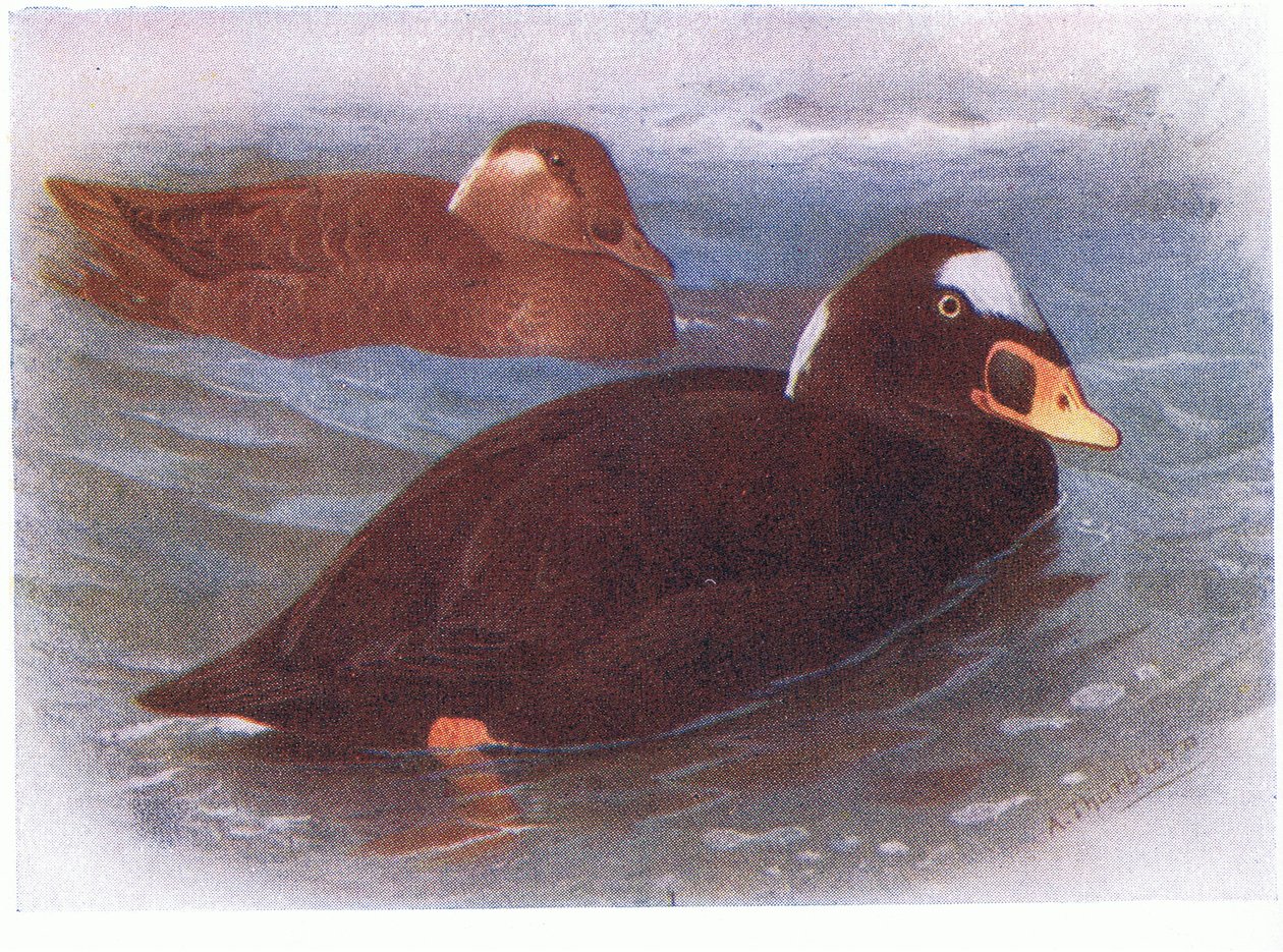 Surf Scoter 作者 阿奇博尔德·索伯恩