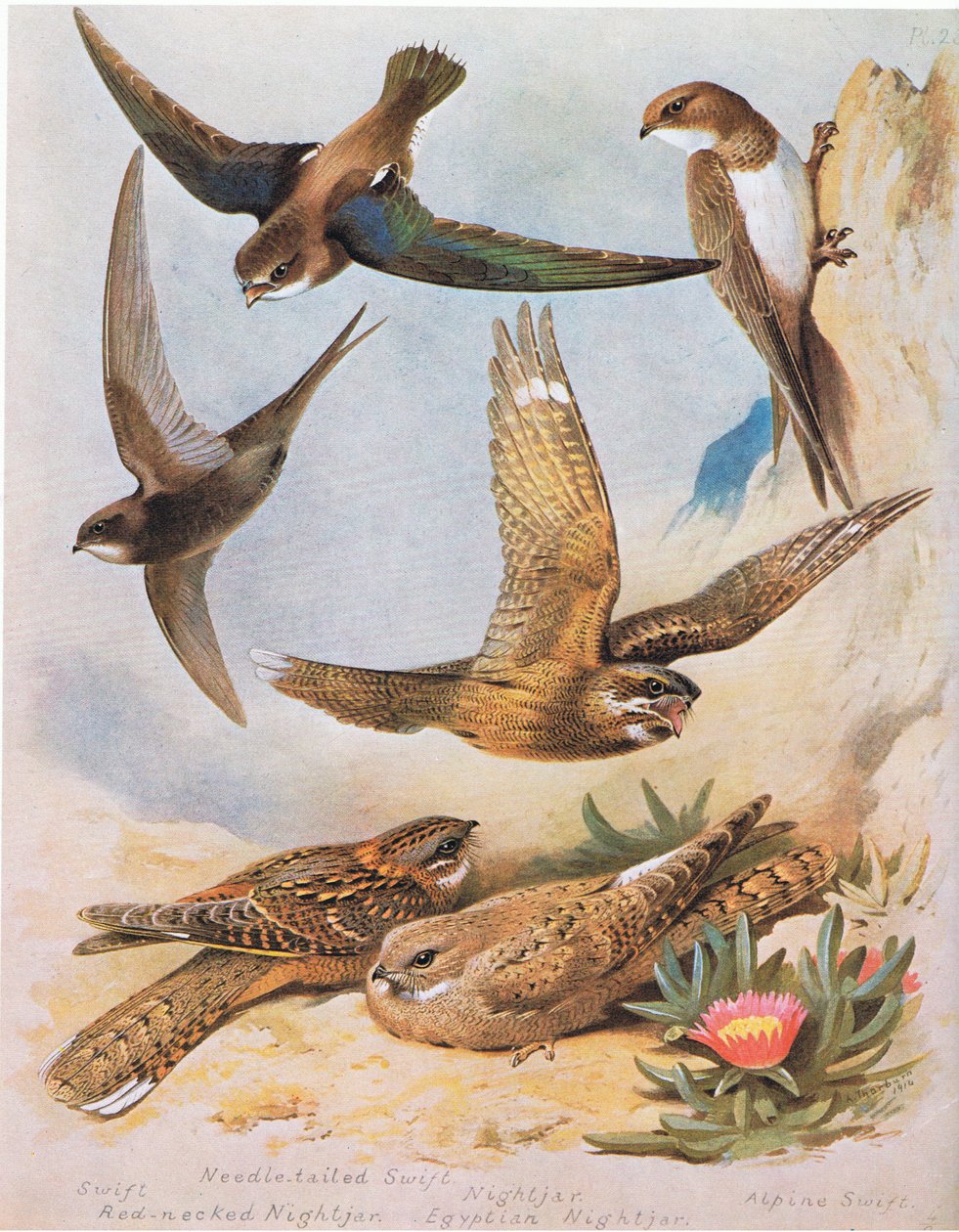 Swift，针尾Swift，红色Necked Nightjar，Nightjar，Egyptian Nightjar，Alpine Swift，pub。作者：Book Club Associates，1972 作者 阿奇博尔德·索伯恩