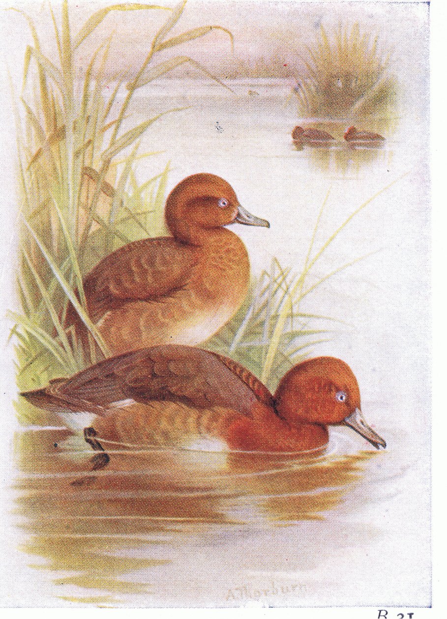 白眼Pochard 作者 阿奇博尔德·索伯恩