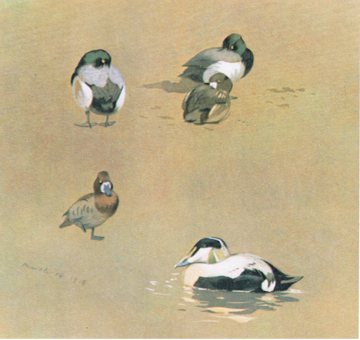 Wigeon，Scaup和Eider Duck，酒吧。作者：Book Club Associates，1972 作者 阿奇博尔德·索伯恩