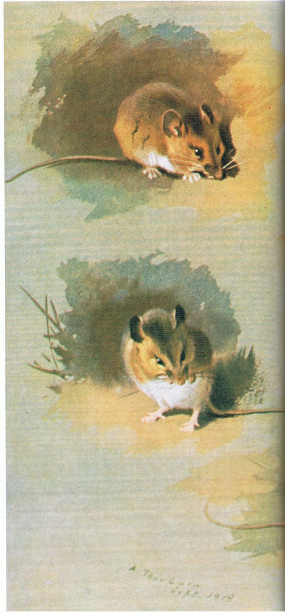 Woodmouse，酒吧。作者：Book Club Associates，1972 作者 阿奇博尔德·索伯恩