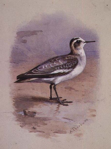 灰斑鸠（水彩）（A Grey Phalarope）。 作者 阿奇博尔德·索伯恩