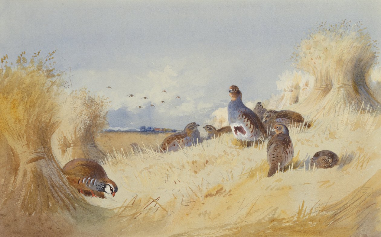 红腿帕特里奇和一窝灰色帕特里奇》，作者 Corn Stooks（铅笔和水彩画） 作者 阿奇博尔德·索伯恩