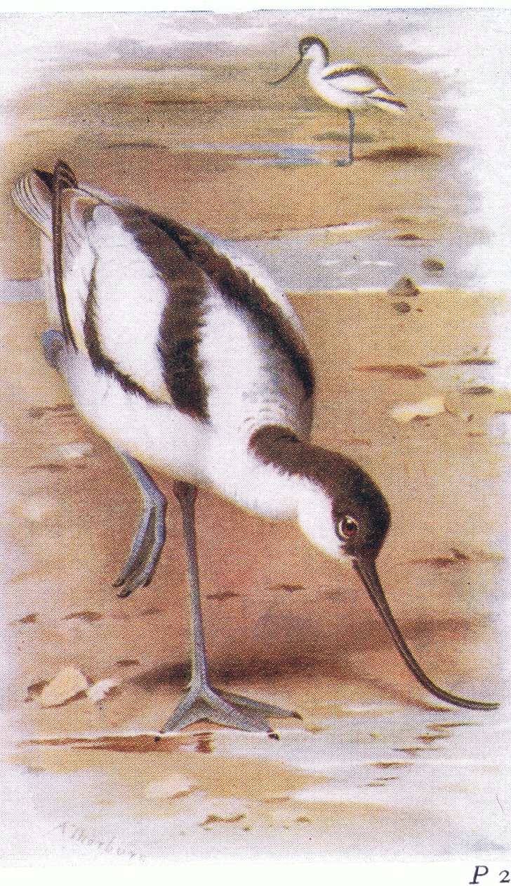Avocet，来自不列颠群岛的鸟类和他们的鸡蛋，由Frederick Warne＆Co Ltd出版，1958年 作者 阿奇博尔德·索伯恩