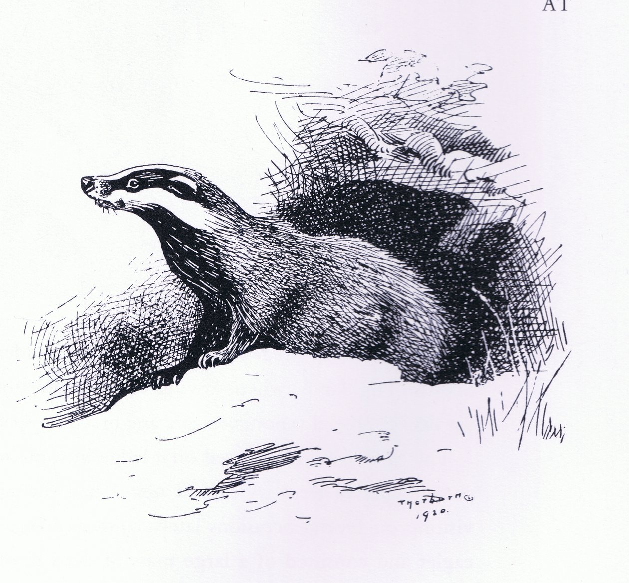 Badger，由图书俱乐部协会出版。 作者 阿奇博尔德·索伯恩