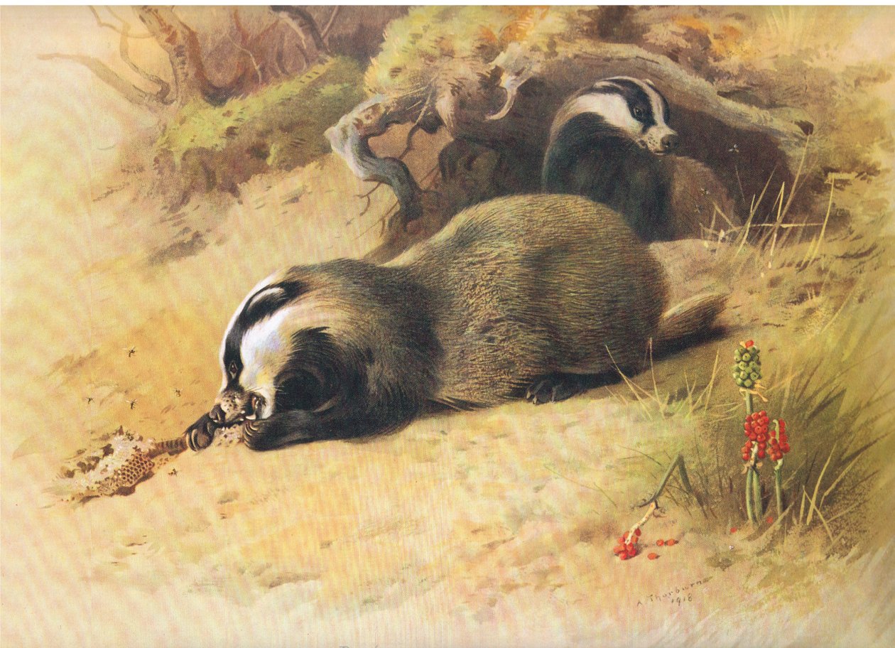 来自Longmans and Co出版的Thorburns Mammals的獾，c。 1920 作者 阿奇博尔德·索伯恩