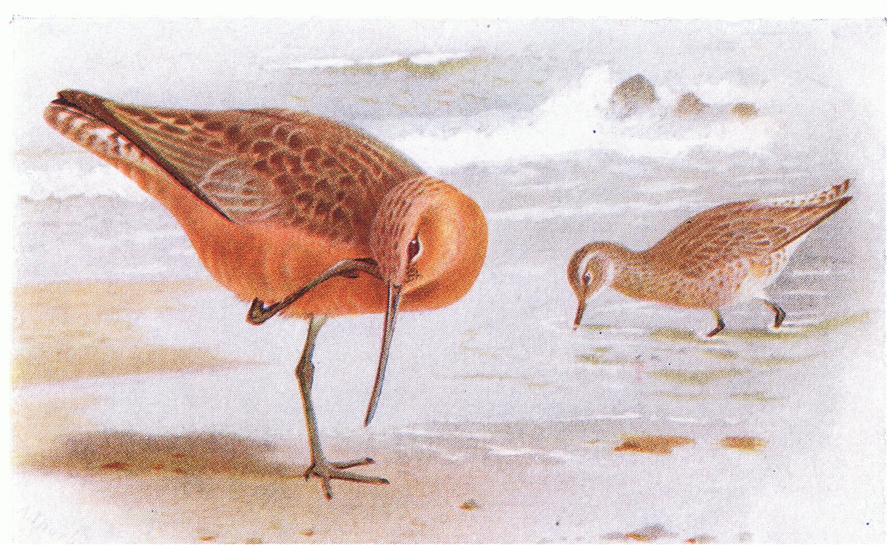 Bar Tailed Godwit，来自不列颠群岛的鸟类和他们的鸡蛋，由Frederick Warne＆Co Ltd出版，1958年 作者 阿奇博尔德·索伯恩