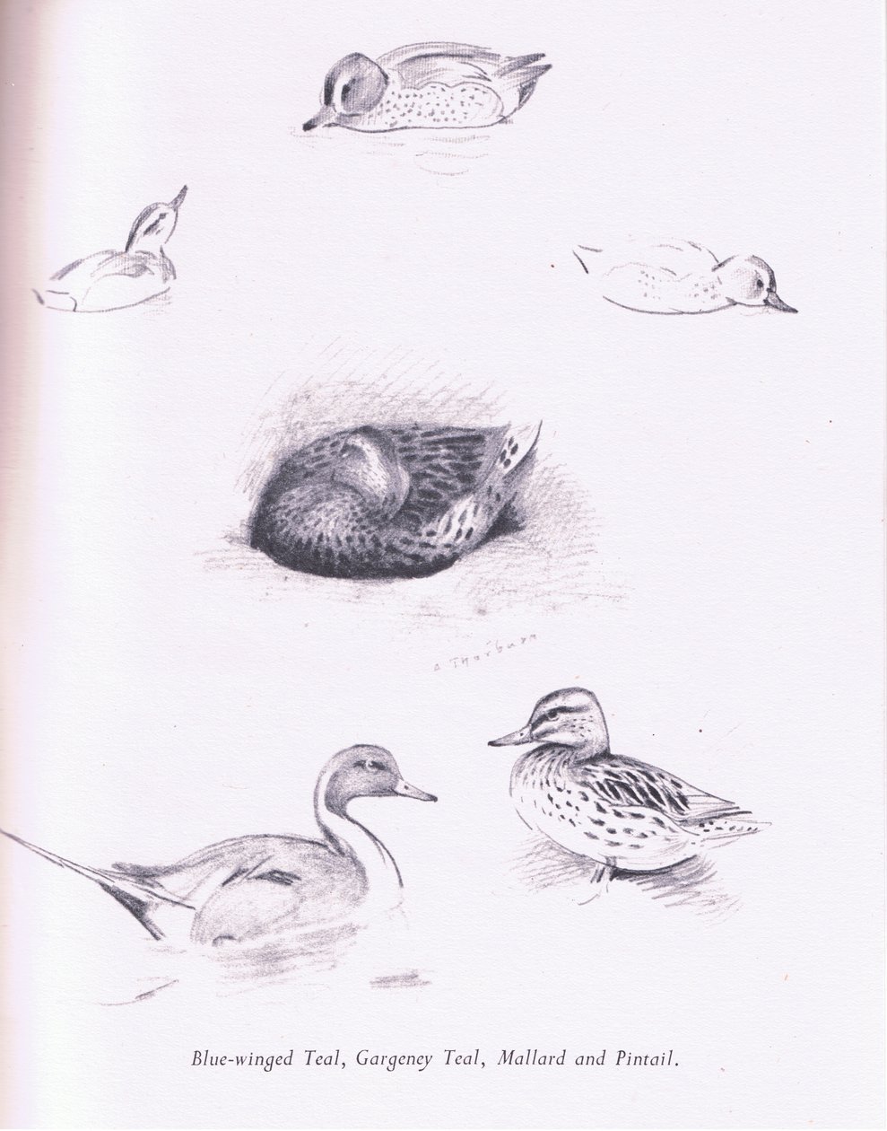 Blue Winged Teal，Garganey，Teal，Mallard和Pintail，1938 作者 阿奇博尔德·索伯恩