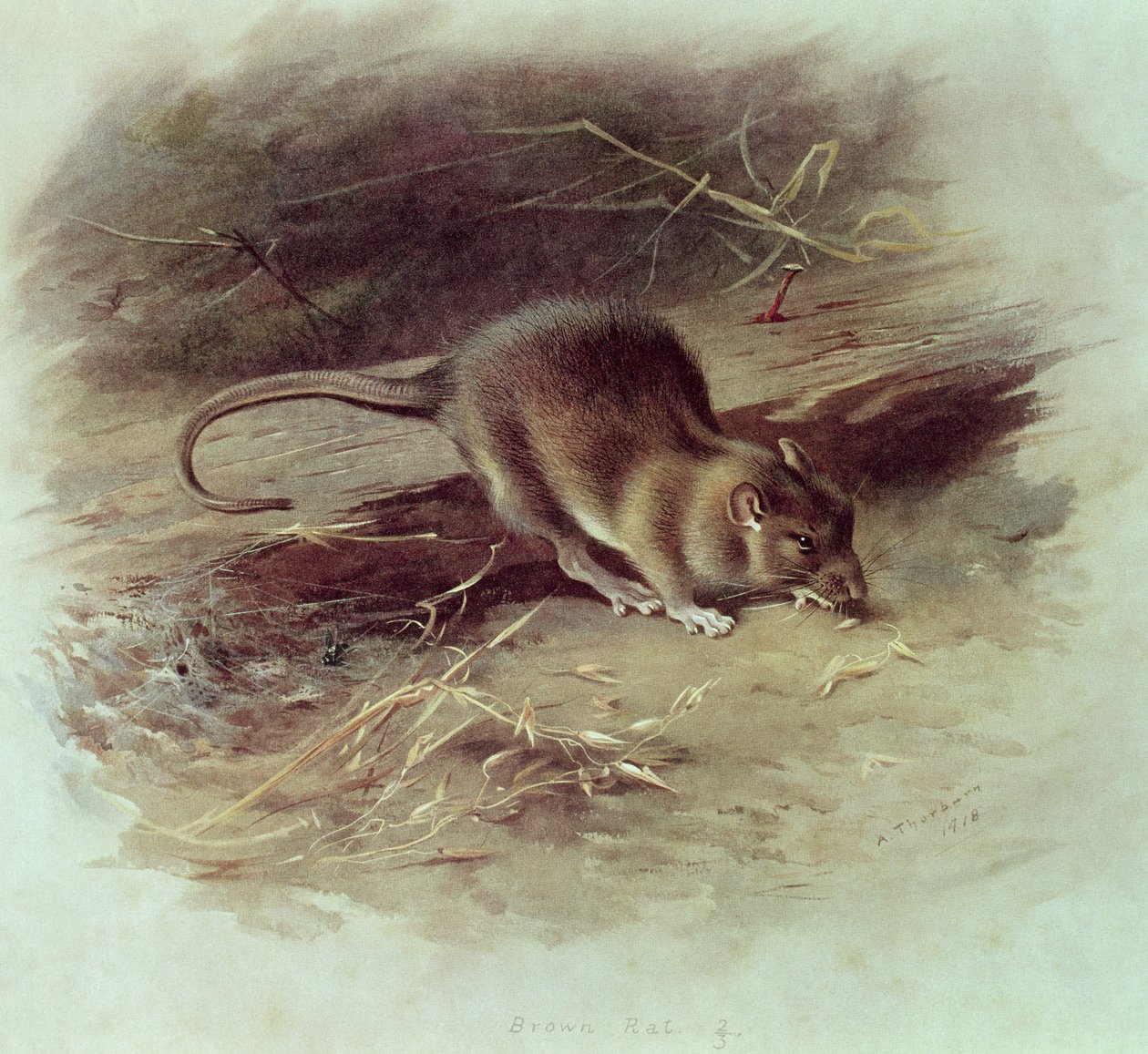 褐鼠（Rattus norvegicus）1918 作者 阿奇博尔德·索伯恩