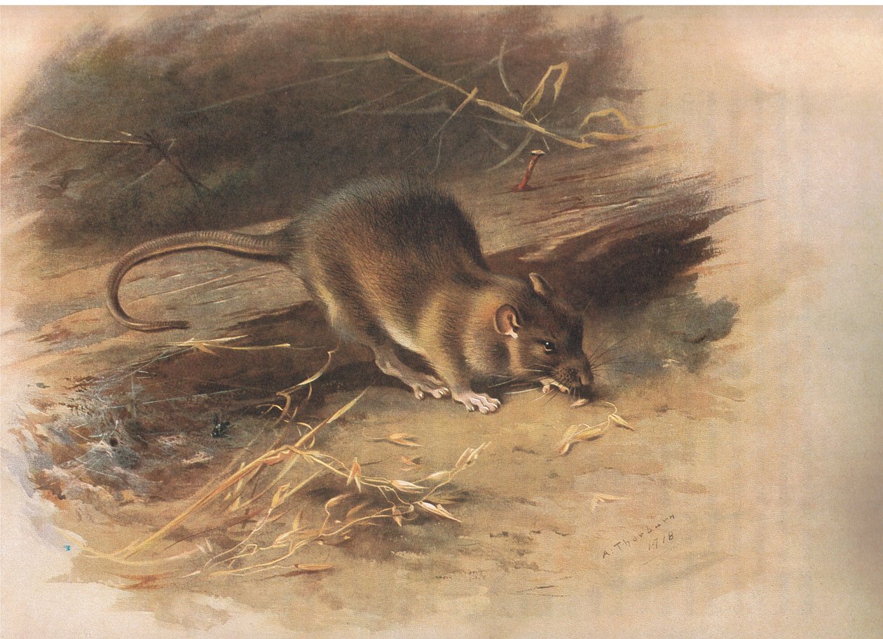 来自Longmans and Co出版的Thorburns哺乳动物的Brown Rat，c。 1920 作者 阿奇博尔德·索伯恩
